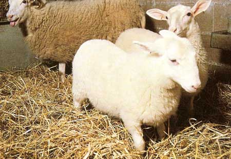 transgenic sheep