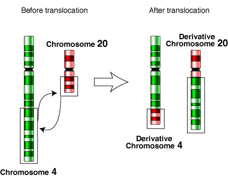 translocation