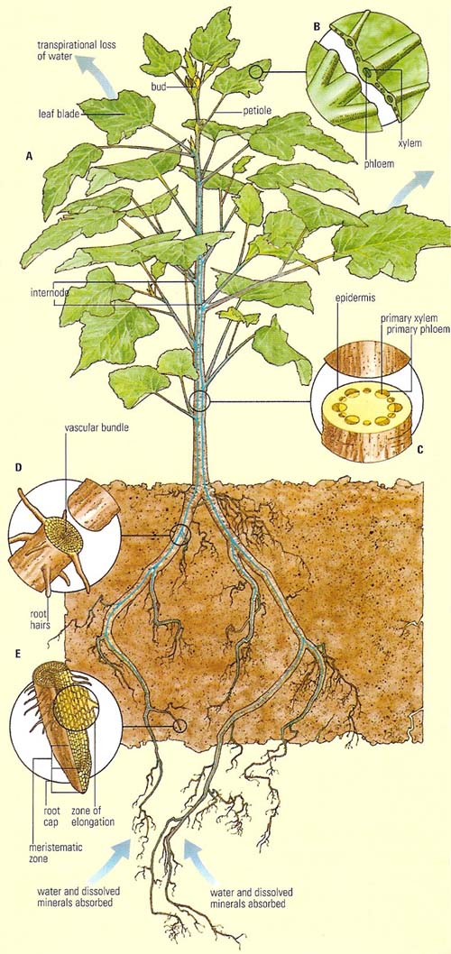 transpiration and movement of water and minerals through a plant