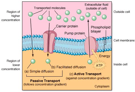 Methods of transport across membranes