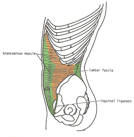 transversus