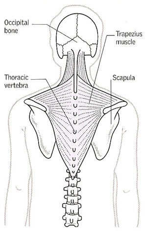 trapezius