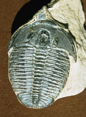 trilobite