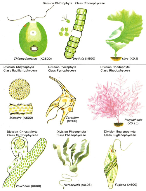 Divisions of algae