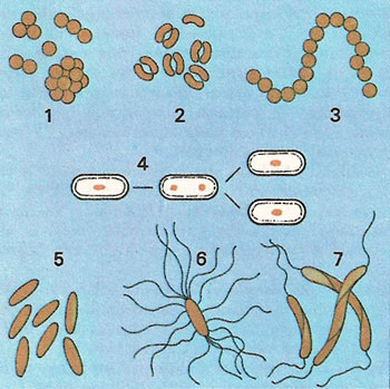 types of bacterial cells