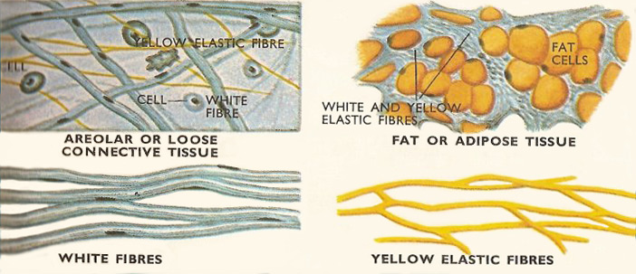 connective tissue