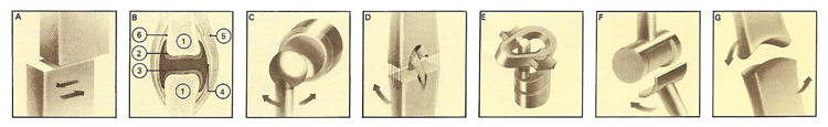 types of freely movable joints