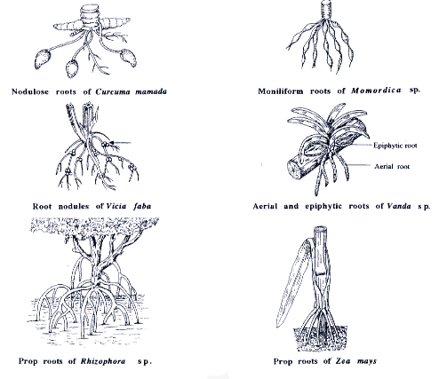 types of roots