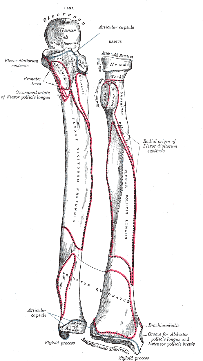 ulna and radius, Gray's Anatomy