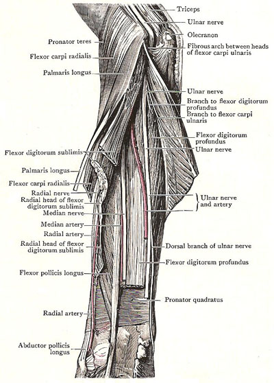 ulnar artery