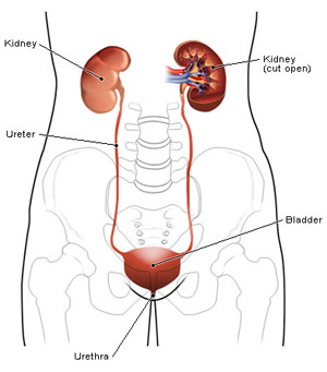 urinary tract