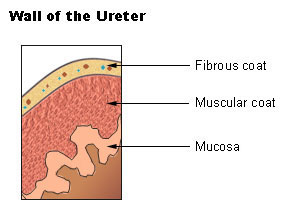 ureter wall