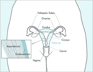 uterus