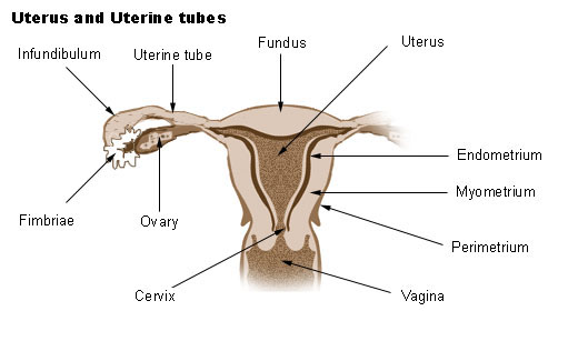 uterus and uterine tubes
