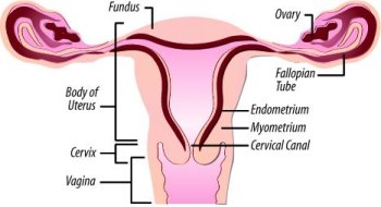 uterus