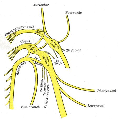 vagus nerve