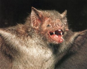 vampire bat