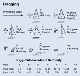 vegetation flagging