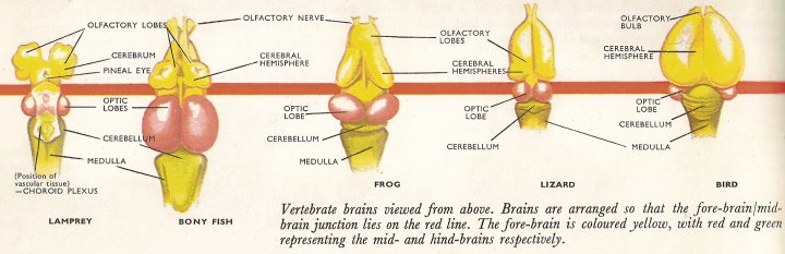 comparison of vertebrate brains