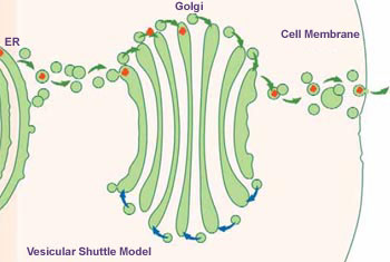 Реферат: ER The Golgi Body And Vesicles Essay