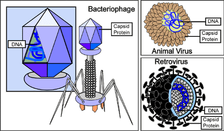 types of virus