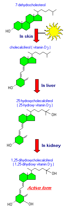 vitamin D synthesis