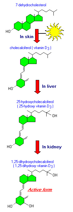 Vitamin D