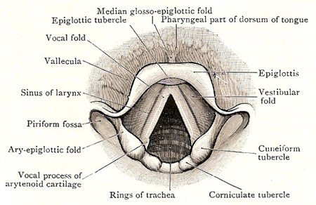 Cavity of larynx, as seen with a laryngoscope during 
            quiet breathing