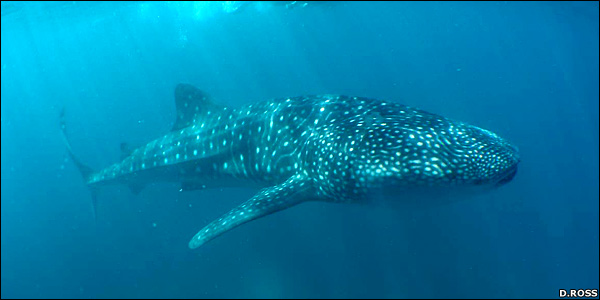 whale shark