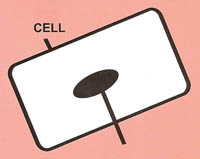 cell and nucleus