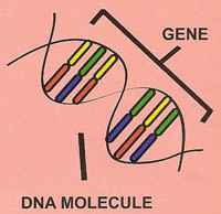gene and DNA