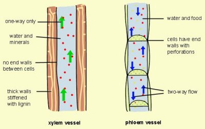 xylem and phloem