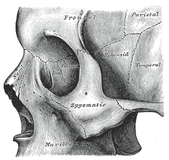 zygomatic bone