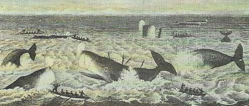 Whalers, along with traders and blackbirders, brought guns and disease to many Pacific islands in the 19th century. The profitability of whaling meant that fishing grounds were rapidly depleted, although the industry survived for many years. This somewhat fanciful print entitled 'The North Cape New Zealand and Sperm Whale Fishery. may exaggerate the density of the whale population but typifies the old-style shore whaling practices which led to many coastal settlements.