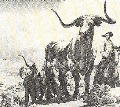 Cowboys, a hard riding, hard-working breed, built the Texas cattle empires. Later they opened the range of the Wyoming, Montana, and Colorado pastureland.