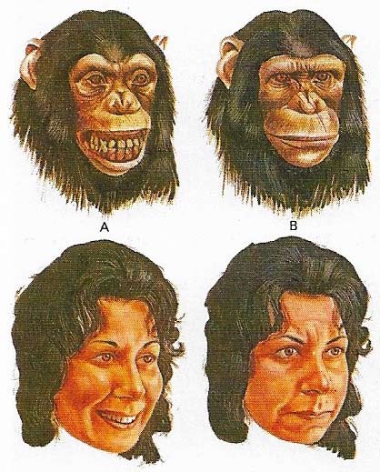 Facial expressions in both humans and apes show many similarities.