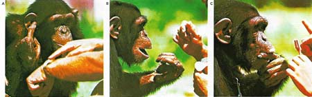 Chimpanzees have been taught a rudimentary vocabulary as a result of experiments conducted in the US since the early 1950s.