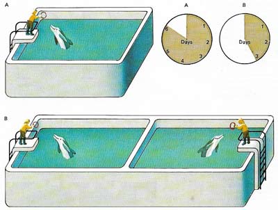 Dolphins communicate with each other by a system of distinct sounds ranging from clicks to whistles.