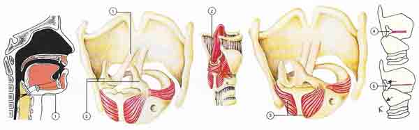 The speech organs consist of the lungs, larynx, nasal cavity, tongue, mouth and lips.