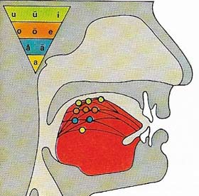 Vowel sounds are controlled largely by the position of the tongue in the mouth.