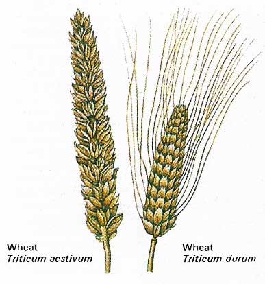 One of the common bread wheats grown extensively throughout the temperate lands is Triticum aestivum.