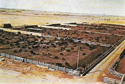 Large numbers of beef cattle are kept throughout the year in open yards such as this US feed lot.