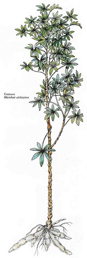 Cassava