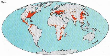 The Corn Belt of the United States produces nearly half of the world's maize, although less and less of this is exported.