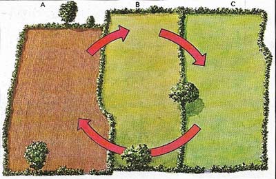 Crop rotation farming, introduced in Europe in the Middle Ages, was based on three fields.