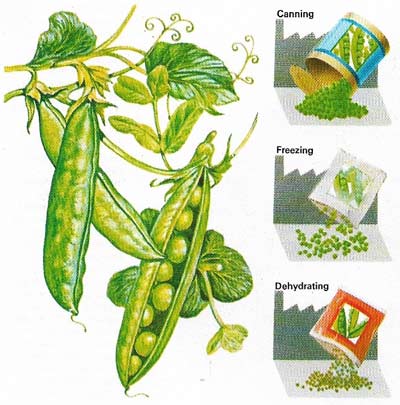 The garden pea (Pisum sativurn) is eaten all year round.