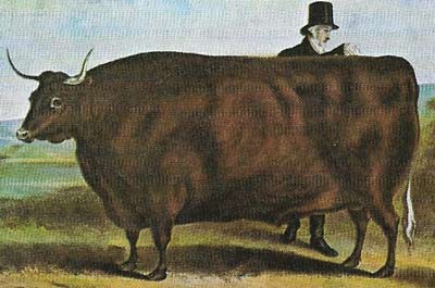 Stock breeders of the 18th and 19th centuries considerably improved beef cattle. The new breeds produced the extra meat that was needed to feed the growing population of northern Europe. 