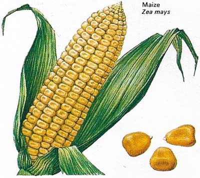 Maize (Zea mays) is the key cereal in the subtropical zones of the world.
