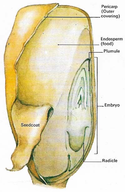 A 'seed' of maize (Zea mays) contains both the embryo of the future plant and also the food to nourish it while it germinates.