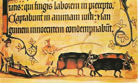 Ox teams provided the basic power units of the farms of the Middle Ages in northern Europe.